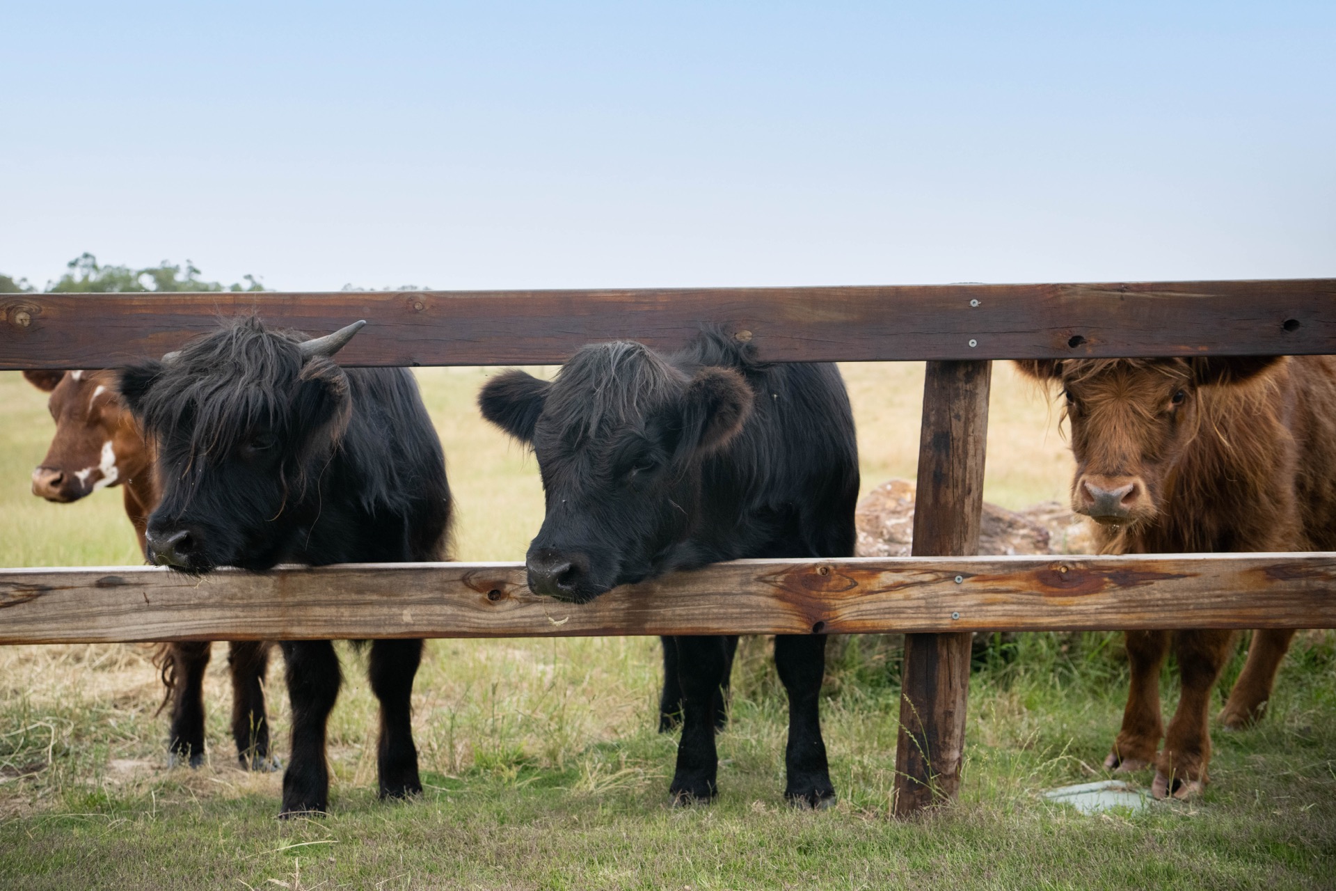 Highland Cattle: Why We Farm Scotland's Gentle Giants